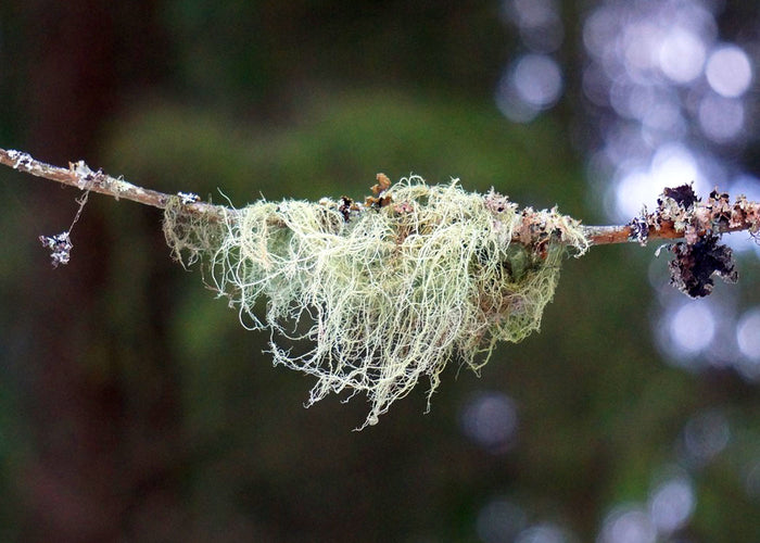 Bearded usnea - Quality Qc 25G