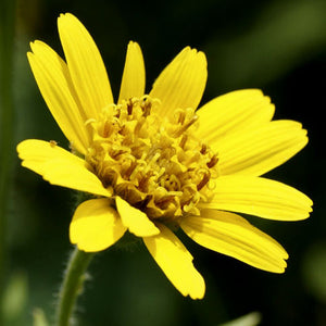 Arnica - Macerated oil