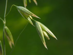 Flower oats - QUALITY QC 50 g