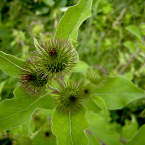 Burdock - vinegars extract -35%