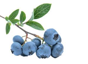 Natural BLUEBERRY flavor