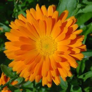 Calendula - Qualité QC 100 g