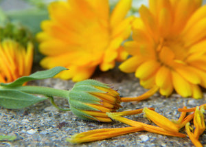 Calendula - fleurs 100g