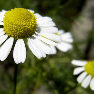 Extrait oléique de camomille (macérât) herboristerie les âmes fleurs