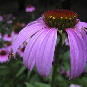 Echinacea - Vinegrated extract -35%