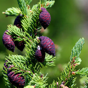 Black spruce - Essential oil organic
