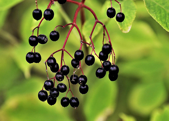 Elderberry -Hydro -glycerinian extract -25%