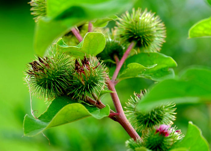 Burdock - vinegars extract -35%