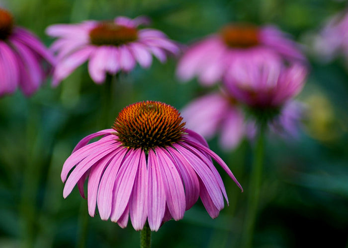 Echinacea - Vinegrated extract -35%