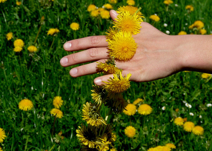 Dandelion - vinegared extract -25%