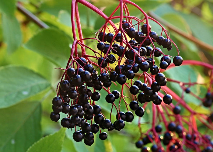 Elderberry - vinegar extract -40%