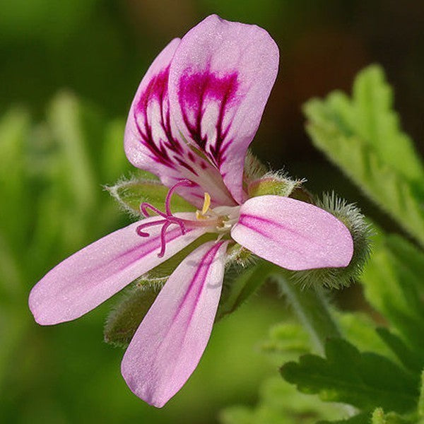 Géramium Rosat - Hydrolat Bio