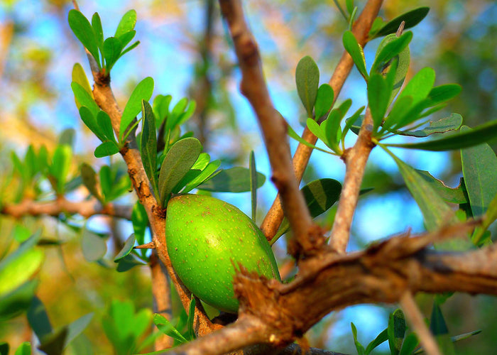 Argan - Huile désodorisée biologique