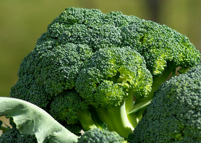 Broccoli - Carrier oil organic
