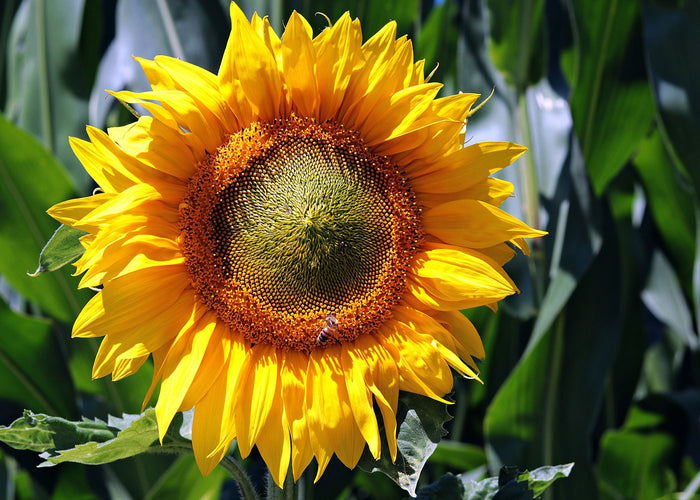 Sunflower - Oil organic QC quality
