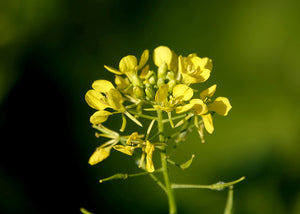 Moutarde - Huile végétale biologique herboristerie les ames fleurs