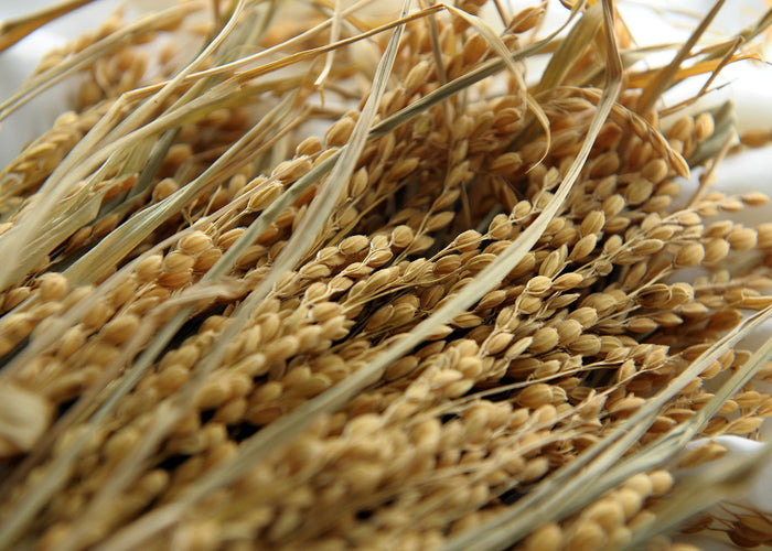 Rice bran - Refined oil 