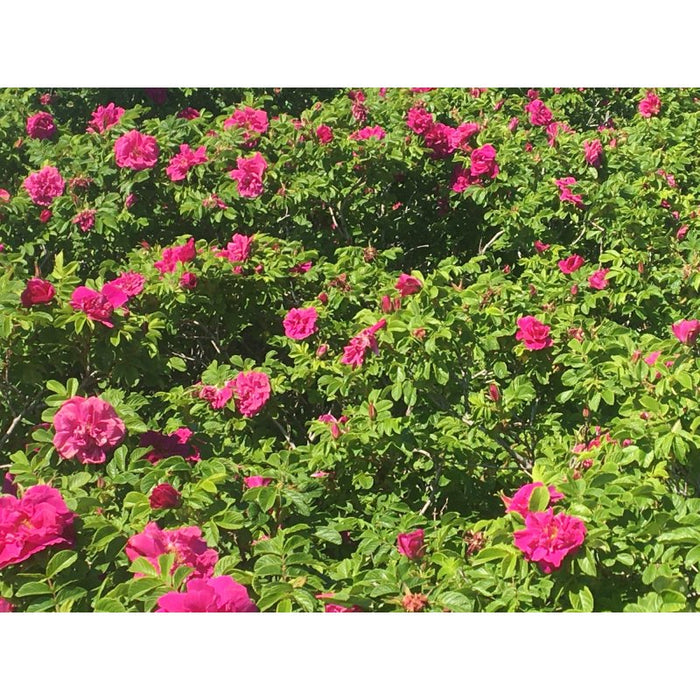 Pépins de rose biologique - Huile Qualité Qc