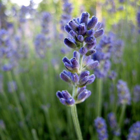 Lavande vraie - Huile essentielle biologique – Les Âmes Fleurs