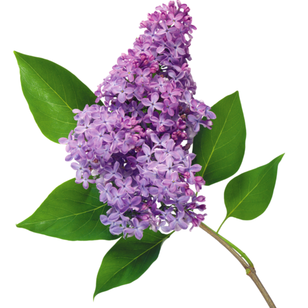 Lilac natural fragrance