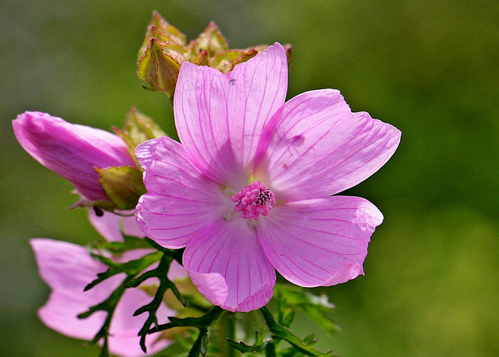 Mauve - Qualité Qc 100 g