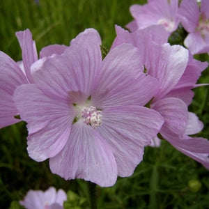 Mallow - Macerated oil