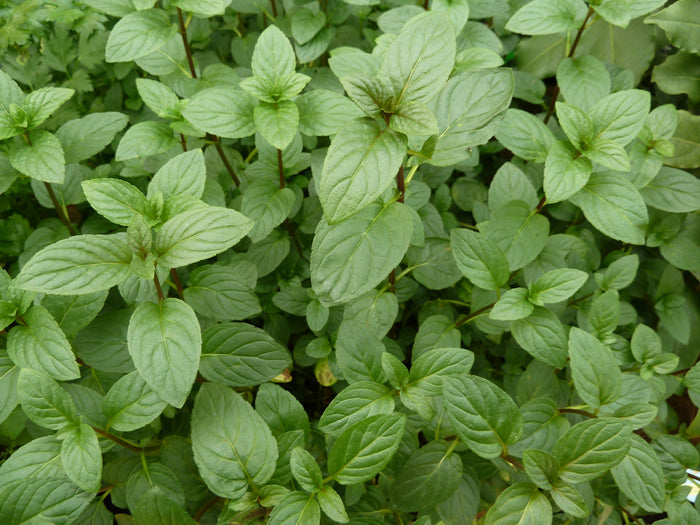 Menthe poivrée - Qualité Qc 100 g