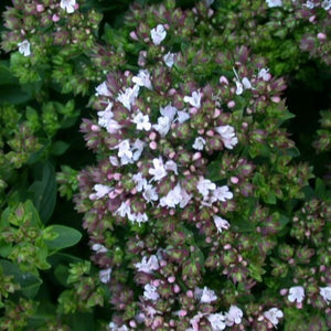 Origan sauvage - Huile essentielle biologique