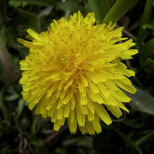 Dandelion - vinegared extract -25%