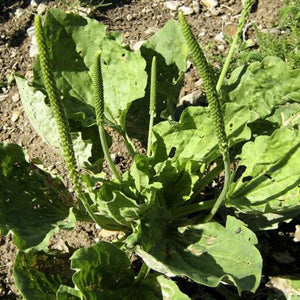 Plantain Qualité Qc 50 g -40%