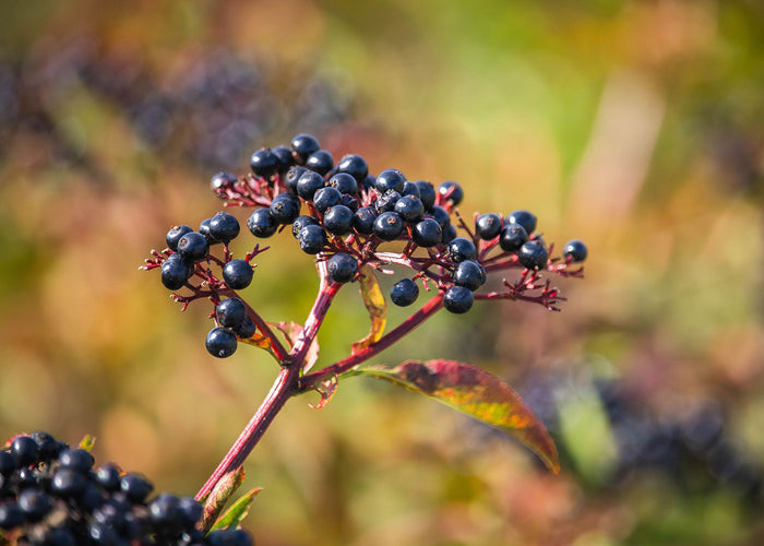 Black elderberry - Whole berries