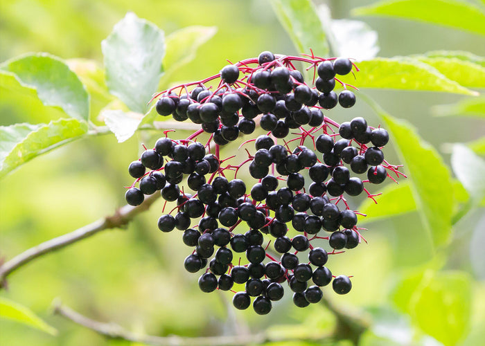 Black elderberry (berries) - Quality Qc 50 g