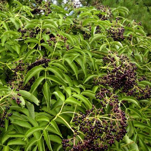 Elderberry - vinegar extract -40%