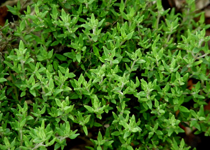 Thyme - Alcool extract -20%