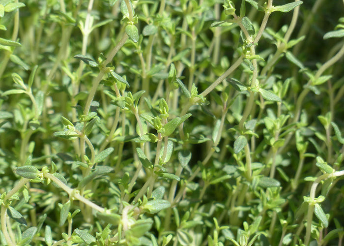 Thyme - QUALITY QC 50g