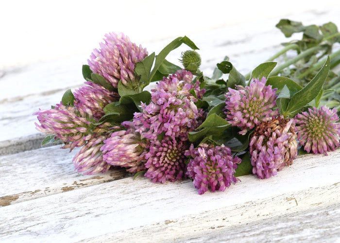 Whole red clover - quality QC 50 g