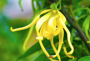 Hydrolat Ylang-ylang biologique herboristerie les âmes fleurs